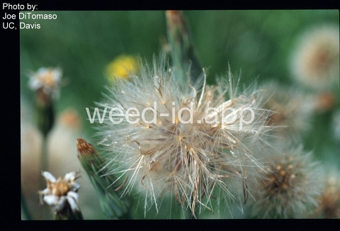 hawkbit, rough